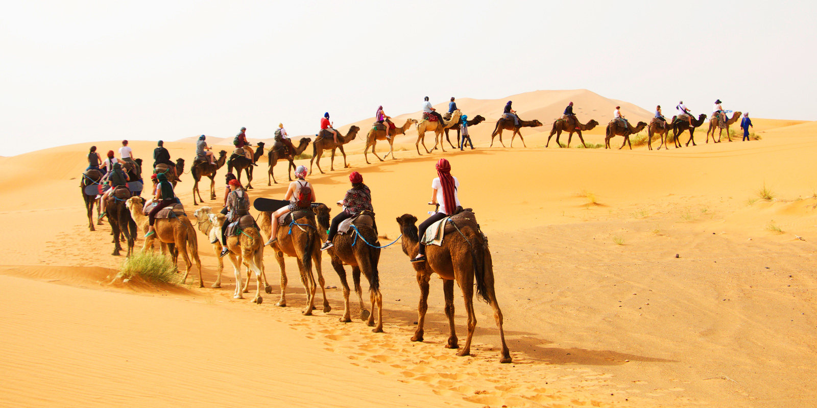 Camel Trikking